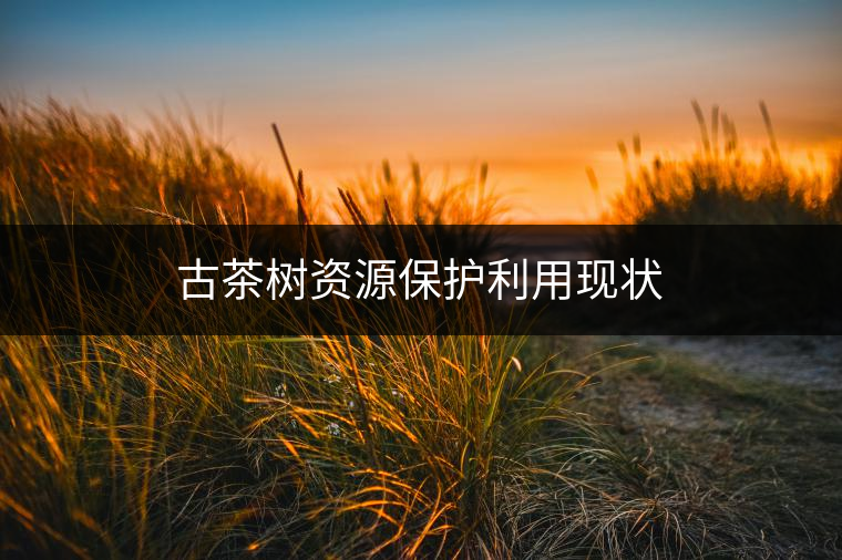 古茶樹資源保護(hù)利用現(xiàn)狀