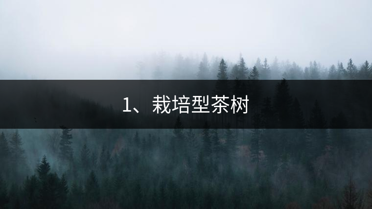 1、栽培型茶樹