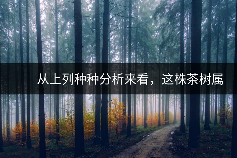 　　從上列種種分析來看，這株茶樹屬野生類型應(yīng)無疑問。