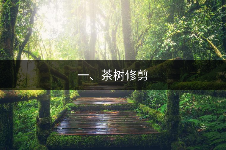 一、茶樹修剪