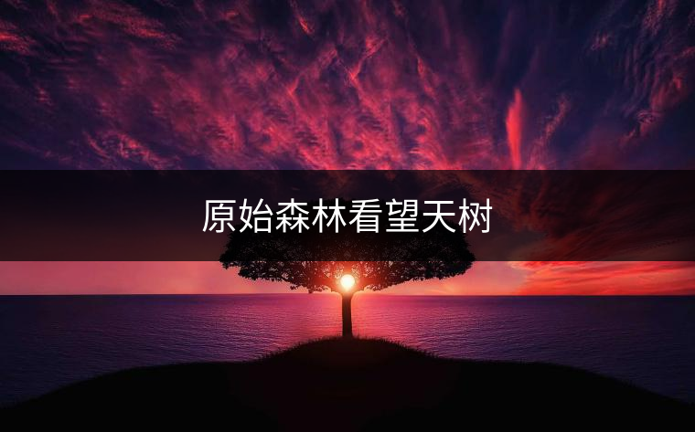 原始森林看望天樹