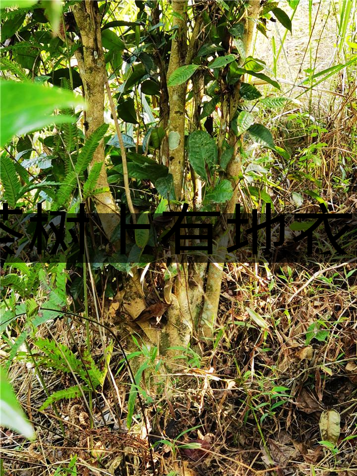 茶樹上有地衣或苔蘚是不是有害的？-1