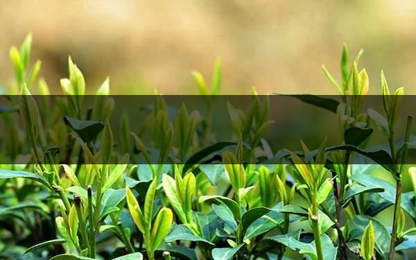 不同的身體癥狀分別該喝什么茶？