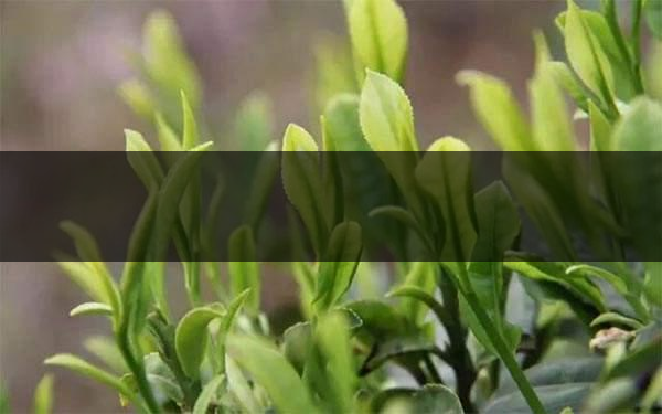 什么是雨前茶？雨前茶有何特點(diǎn)？