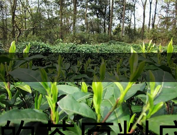 好的茶原料應(yīng)具備的幾個(gè)必要條件？