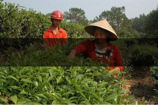 云南省德宏州瑞麗市茶業(yè)概況簡(jiǎn)述（上篇）