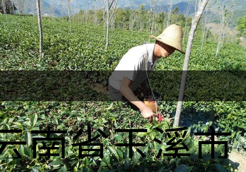 云南省玉溪市茶業(yè)概況概況簡述 云南省玉溪市茶業(yè)概況概況簡述