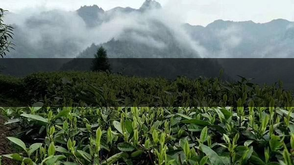 茶葉的甜爽和甘爽各是什么感覺(jué)？