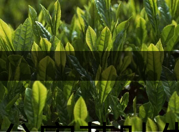 無公害茶葉生產(chǎn)規(guī)范的條件有哪些？（上篇）