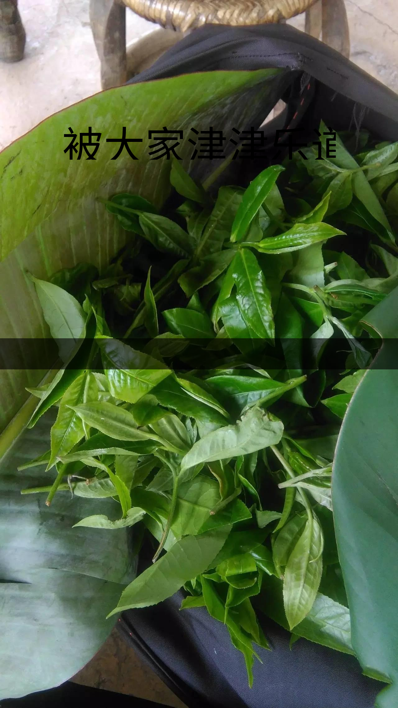 被大家津津樂道的森林茶，你知道是什么？-1-1