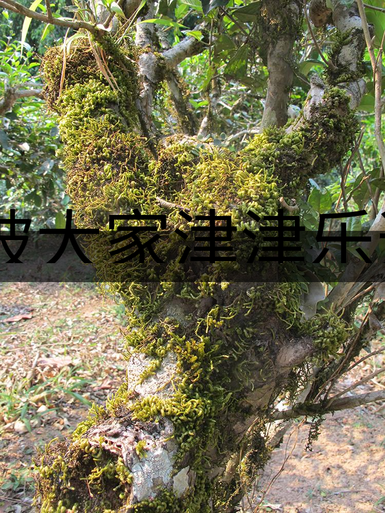 被大家津津樂道的森林茶，你知道是什么？-3-1