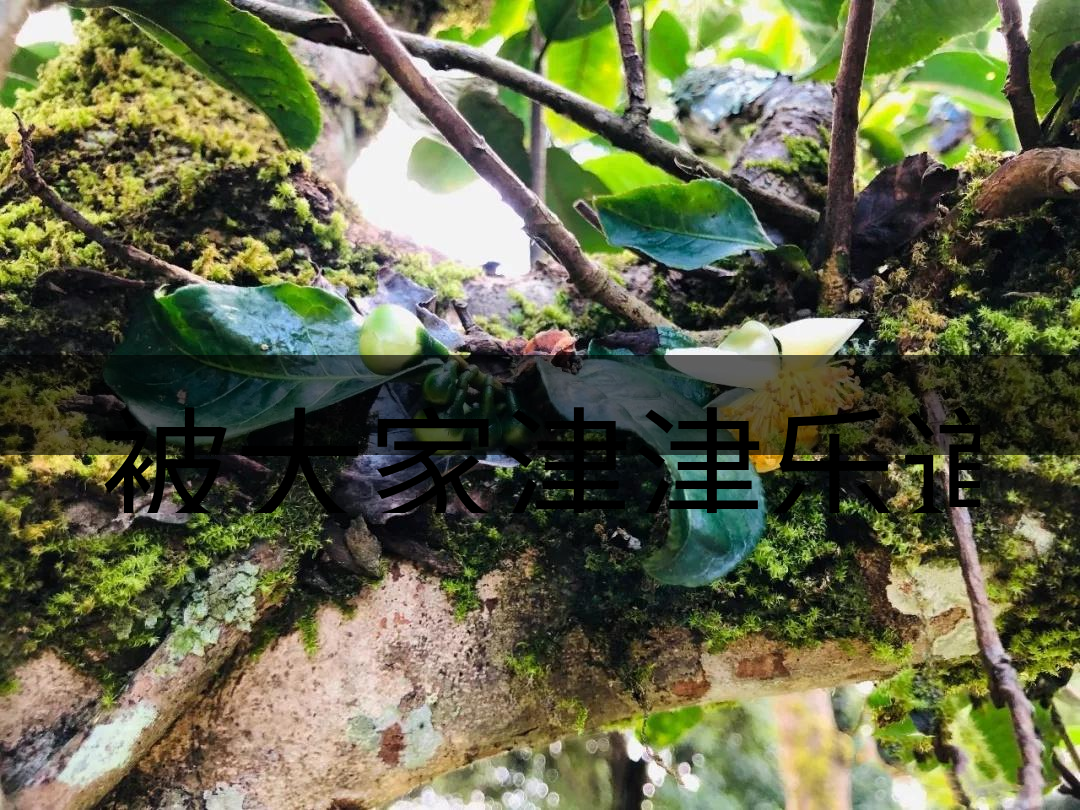 被大家津津樂道的森林茶，你知道是什么？-4-1