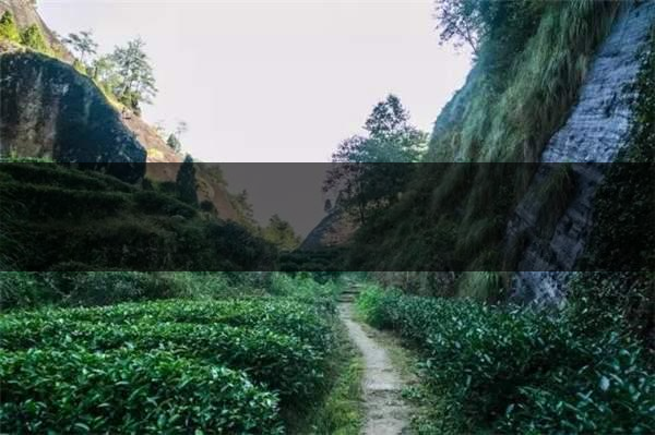 喝武夷山巖茶的香，什么是工藝香？-3