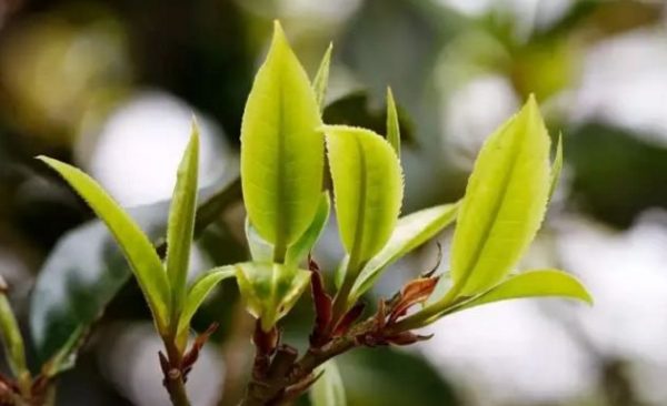 一杯刮風(fēng)寨，邂逅山野之韻