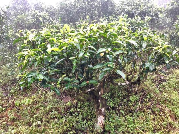 德宏味：普洱茶的終極意境