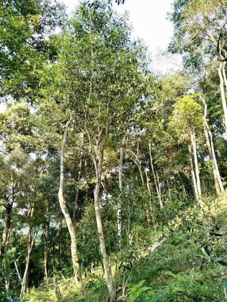 你喝不出來的“高桿古樹”或許就是一個偽概念、偽命題