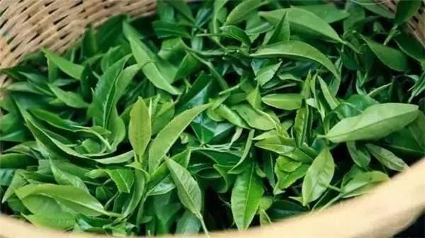 2021年曼秀古樹茶，易武的超級黑馬