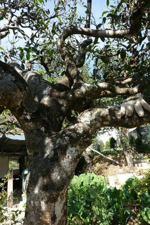 2021年冰島秋茶為何也受喜愛？