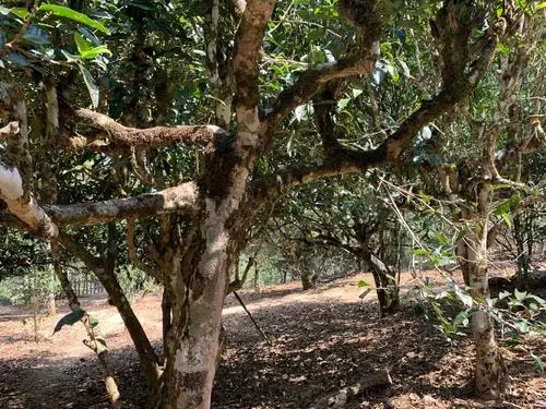 2021年磨烈古樹秋茶特點？