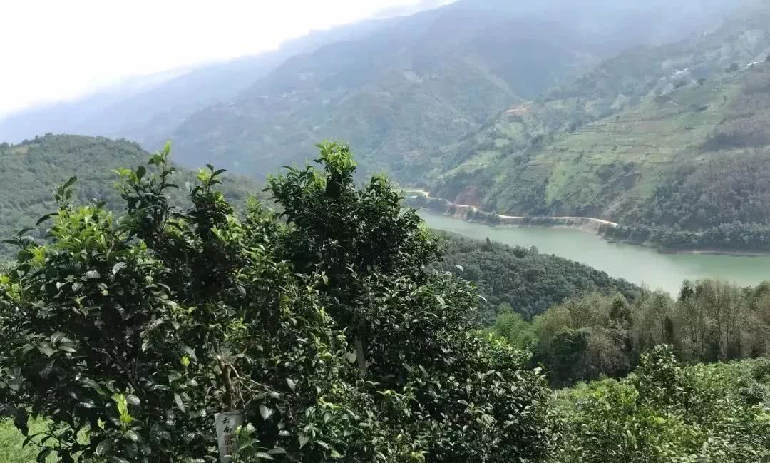 2021年單論茶氣，冰島也不如它-磨烈古樹秋