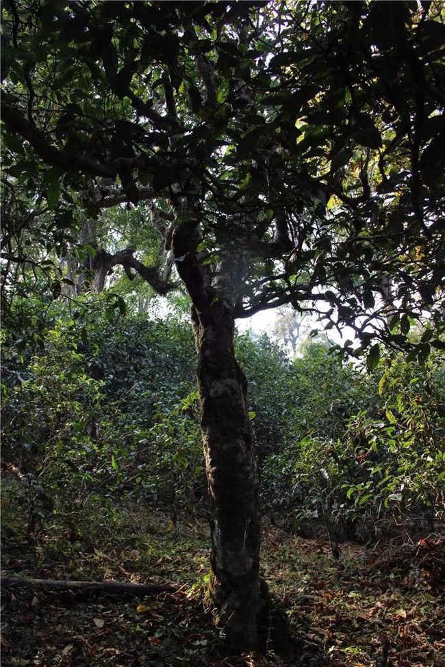 2021年大戶賽古樹秋茶特點(diǎn)？