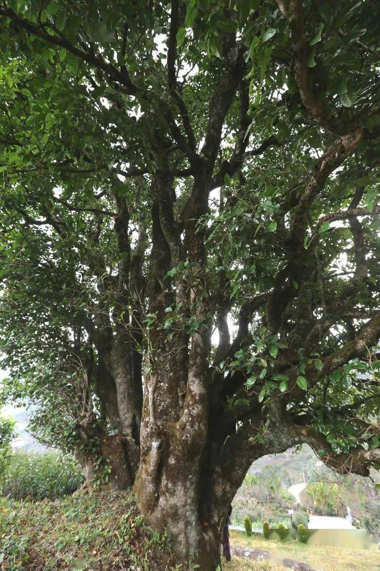 2021臨滄大戶賽秋茶因何被稱為潛力股？