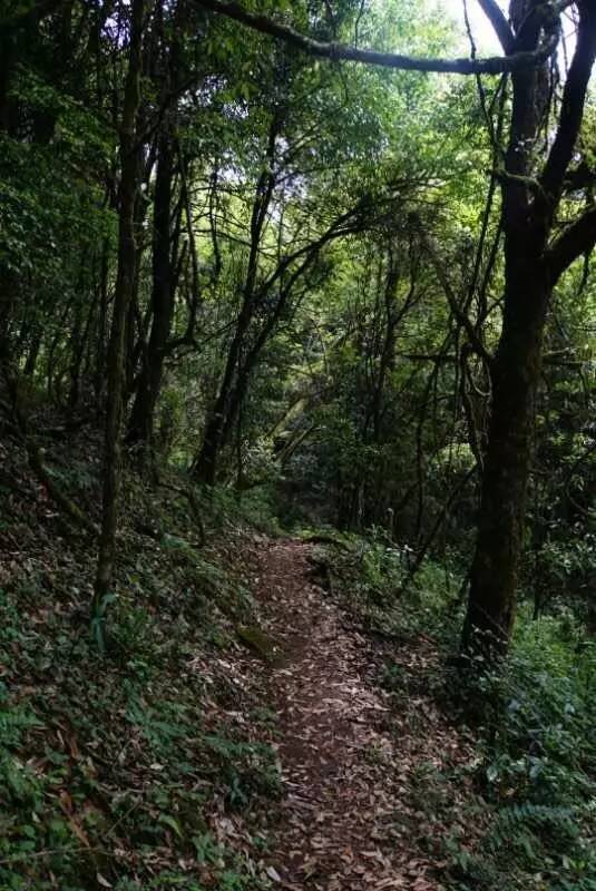 2021年大戶賽古樹秋茶價(jià)格是多少？