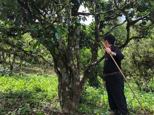 2021年大雪山古樹秋茶特點(diǎn)？