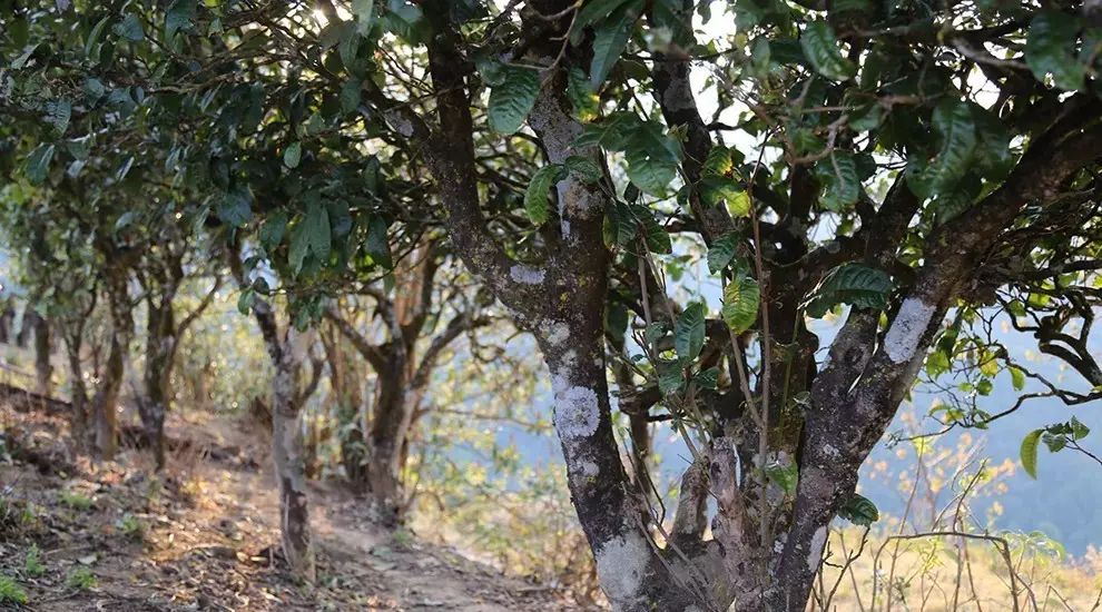 2021年大雪山古樹秋茶口感品鑒？