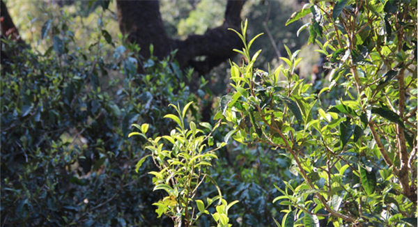 2021大雪山古樹秋茶香甜順滑！
