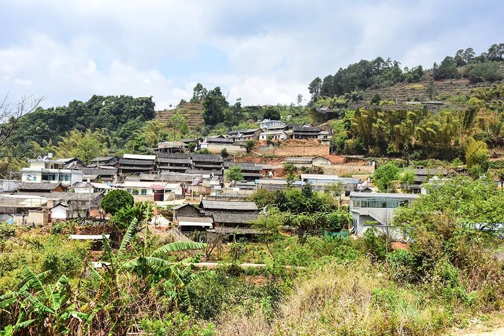 2021年正氣塘古樹秋茶特點(diǎn)是什么？