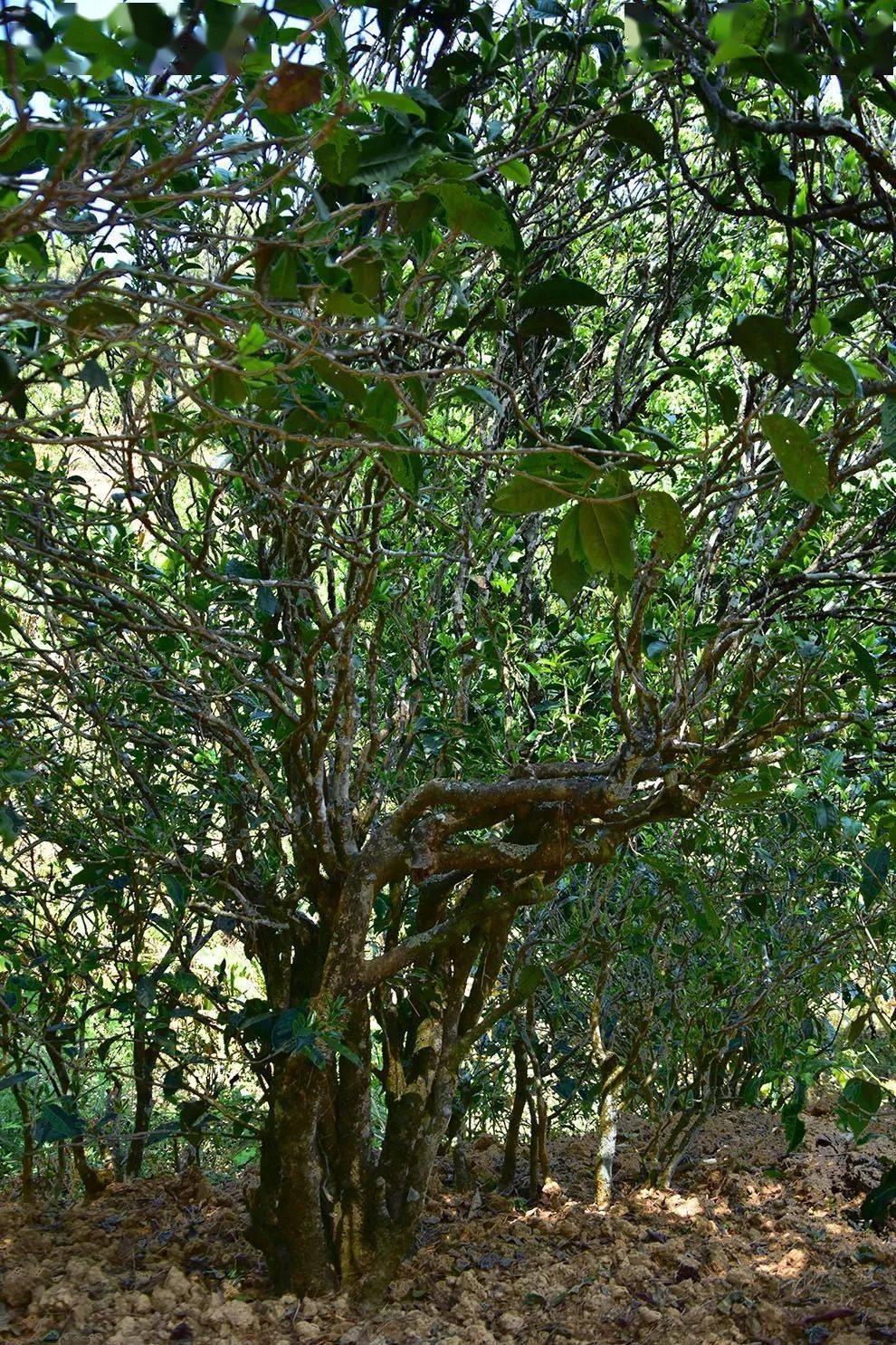 2021年正氣塘古樹秋茶口感是什么？