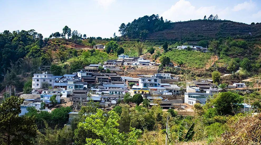 2021年正氣塘古樹秋茶為何號稱小冰島？