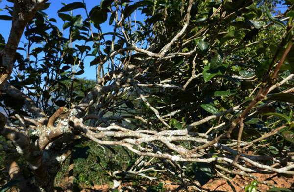 2021年正氣塘古樹(shù)秋茶花蜜香氣盈盈，冰糖甜韻深邃！