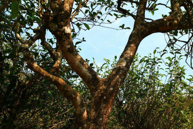 2021年冰島南迫古樹秋茶口感？