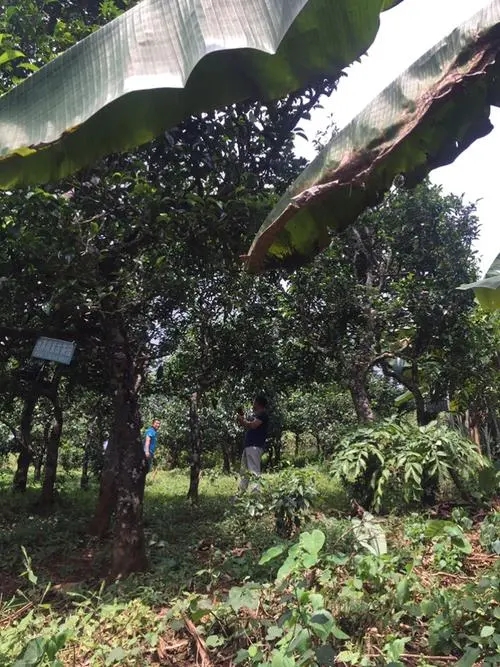 2021年冰島地界古樹秋茶特征詳解！