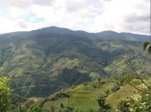 2021年冰島壩歪古樹(shù)秋茶特點(diǎn)？