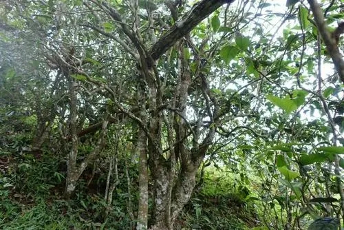 2021年昔歸古樹秋茶特點是什么？