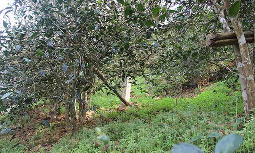 2021年昔歸古樹秋茶口感是什么？