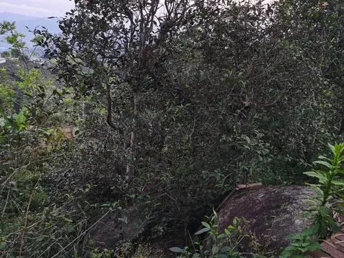 2021年那罕古樹秋茶價(jià)格是多少？