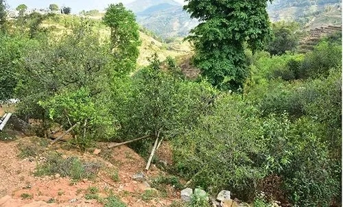 2021那罕古樹秋茶為何被稱為小昔歸？