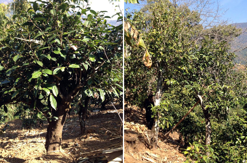 2021年忙肺古樹秋茶特點(diǎn)是什么？