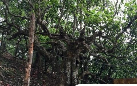 2021年忙肺古樹秋茶臨滄四大名茶之一！