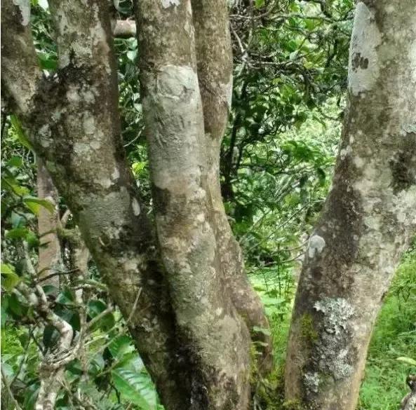 2021年忙肺古樹秋茶多少一公斤？