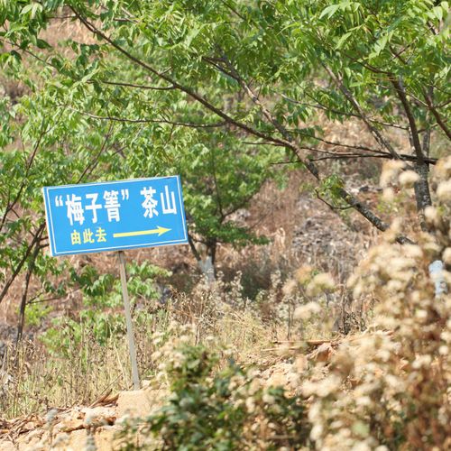 2021年梅子箐古樹秋茶口感！