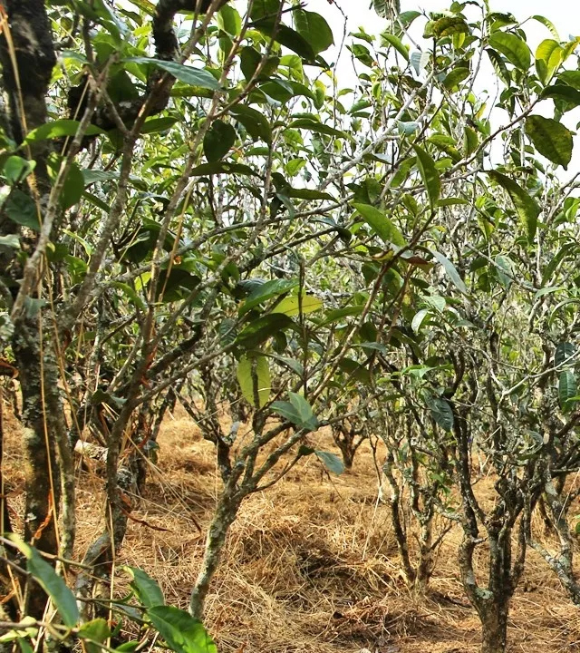 2021年巖子頭古樹秋茶口感是什么？