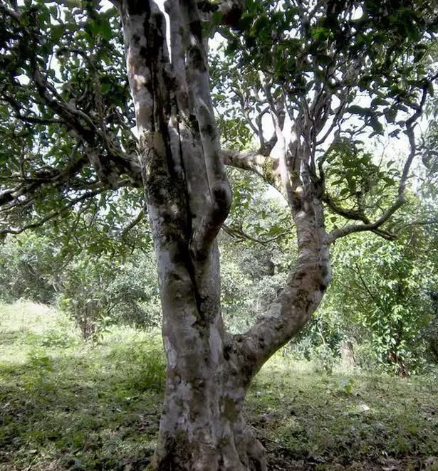 2021年巖子頭古樹秋茶，亂石出好茶！