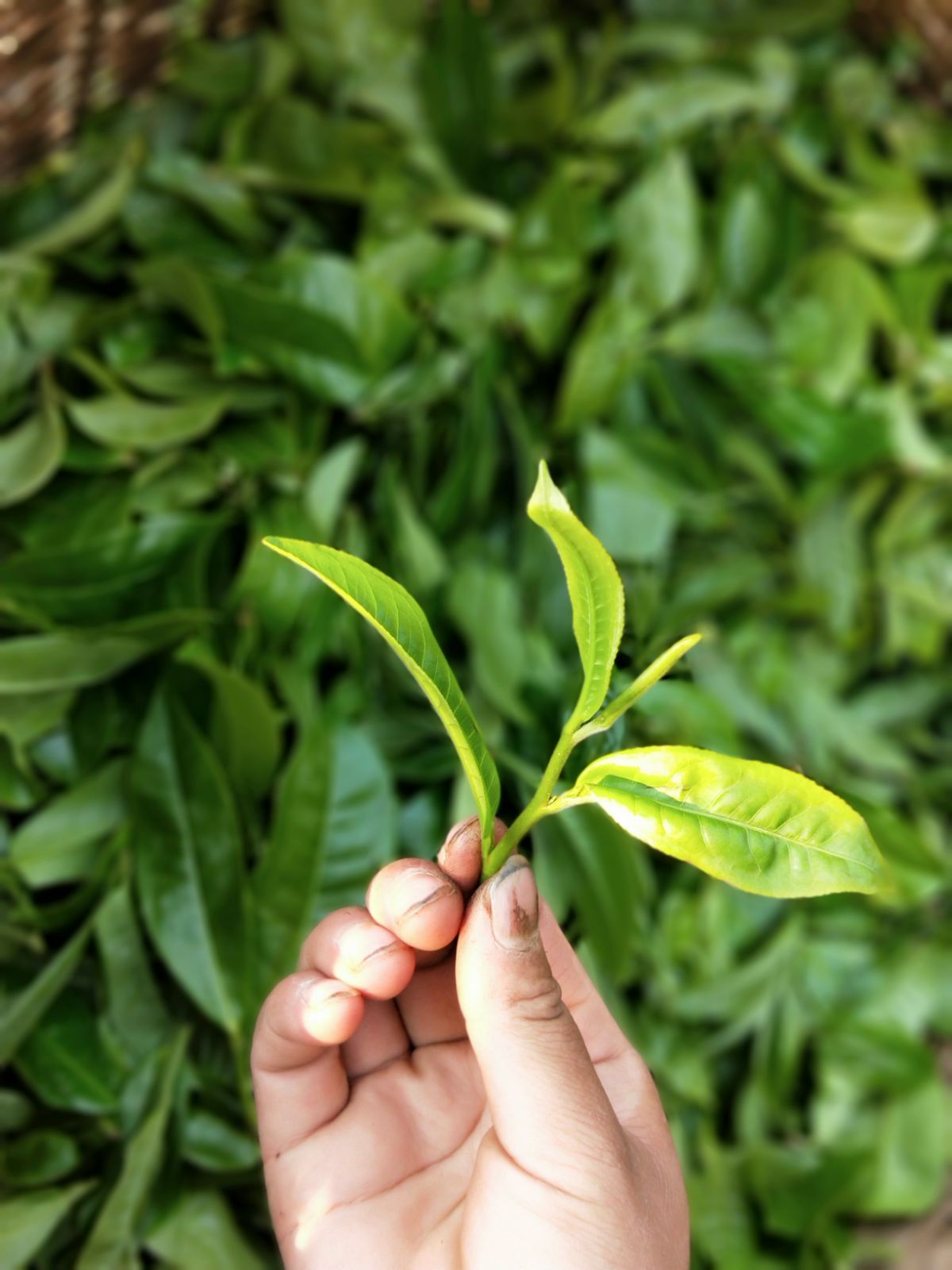 2021年馬鞍山古樹秋茶特點(diǎn)是什么？