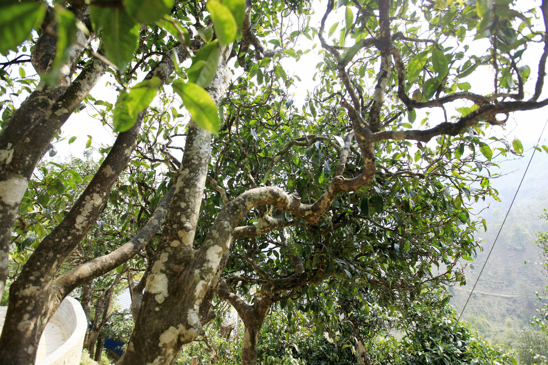 2021年馬鞍山古樹秋茶價(jià)值如何？