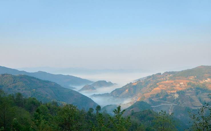 2021年白鶯山古樹秋茶白鶯聚居之地，普洱茶樹的天堂